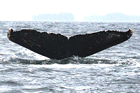 NMFSJMS200810121022_119.gif