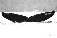 SS031814_133.gif