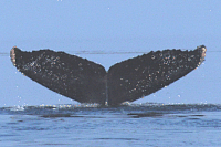 UASECMG200408161035_141.gif