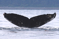 UASECMG200408164034_123.gif