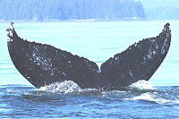 UASEJMS200508101088_104.gif
