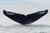 UASEJMS2008071201039_105.gif