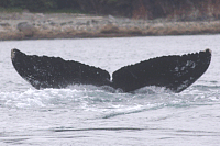 UASESWL200407262033_107.gif