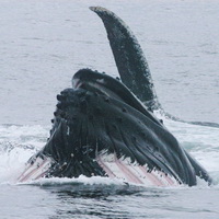 Lunge feeding humpback whale