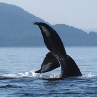 Flukes of an adult humpback whale