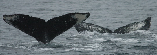Flukes of southeastern Alaska whales 900 and 533