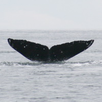Flukes of a humpback whale taken in Sitka Sound. Photo by Don Kluting.
