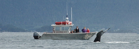 Humpback whale fluking near a vessel in Sitka Sound