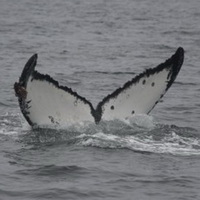 Flukes of southeastern Alaska whale 1377. Photo by Matt Goff.