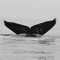 Flukes of southeastern Alaska whale 1326