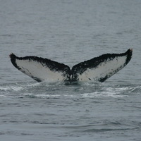 Flukes of southeastern Alaska whale 455