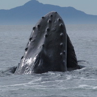 A feeding humpback whale, Frederick Sound
