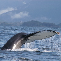 Side angle of a humpback fluke