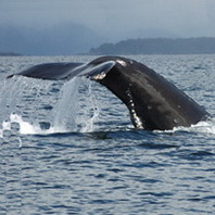 Angled fluke of a humpback