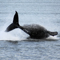 Breaching humpback whale with visable tail flukes. Photo by Ken Wies.