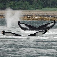 Whales fluking in Seymour Canal